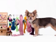 River Island Now Offering Clothing Line for Dogs River Island Now Offering Clothing Line for Dogs