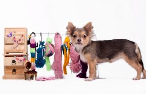 River Island Now Offering Clothing Line for Dogs River Island Now Offering Clothing Line for Dogs