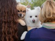 A Pill Has Been Successfully Studied for Its Ability to Prolong Life in Dogs Sherman and Momo.