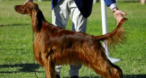 Cucumbers for Dogs 101: Can Dogs Eat Cucumbers?