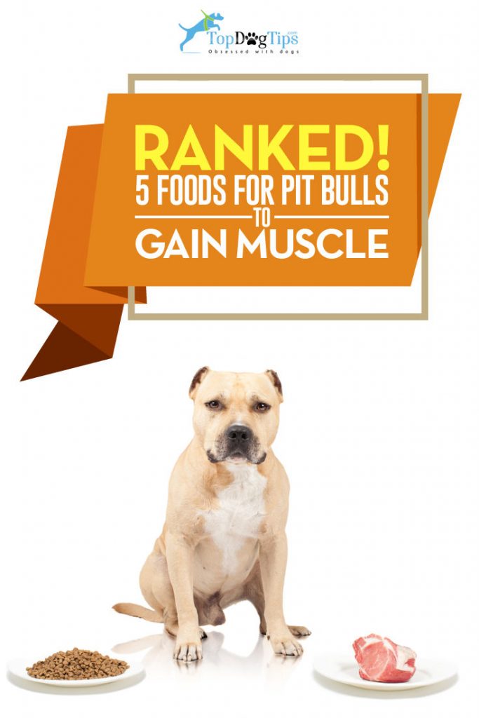 Top 5 Best Dog Food for Pit Bulls to Gain Muscle in 2017