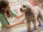 Where to Begin Your Career As a Pet Groomer Where To Begin Your Career As A Pet Groomer