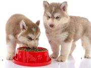 5 Best Dog Foods for Husky Puppies best dog food for husky puppies