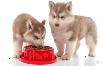 5 Best Dog Foods for Husky Puppies best dog food for husky puppies