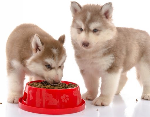 5 Best Dog Foods for Husky Puppies best dog food for husky puppies
