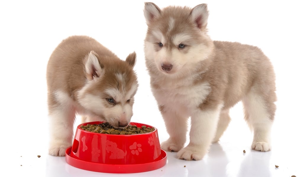 Homemade dog outlet food for huskies