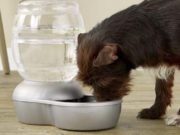 Top 5 Best Auto-Fill Dog Water Bowls 5 Best Auto Fill Dog Water Bowl Brands of 2020