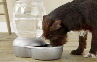 Top 5 Best Auto-Fill Dog Water Bowls 5 Best Auto Fill Dog Water Bowl Brands of 2020