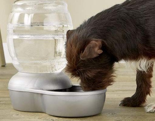 Top 5 Best Auto-Fill Dog Water Bowls 5 Best Auto Fill Dog Water Bowl Brands of 2020