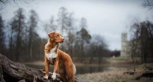 150+ Nature Dog Name Ideas with Meanings Nature Dog Name Ideas Featured Photo