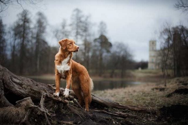 Nature Dog Name Ideas Featured Photo Nature Dog Name Ideas Featured Photo