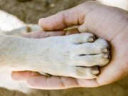 Animal Shelter Employees Celebrate Empty Building Animal Shelter Employees Celebrate Empty Building