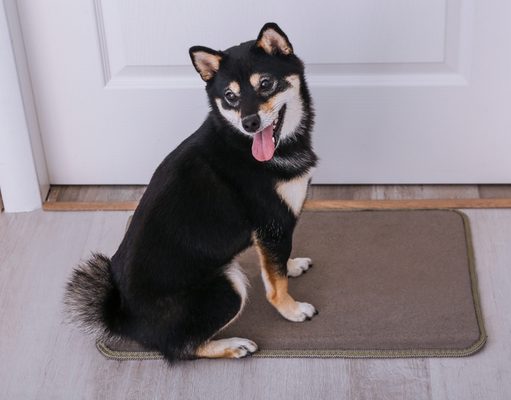 5 Best Doormats for Dogs: Top Dog Mats for Muddy Paws Best Doormats for Dogs: