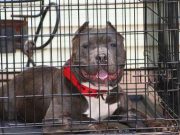 Top 5 Best Heavy Duty Dog Cages & Indestructible Dog Crates Best Heavy Duty Dog Cages and Indestructible Dog Crates