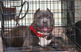 Top 5 Best Heavy Duty Dog Cages & Indestructible Dog Crates Best Heavy Duty Dog Cages and Indestructible Dog Crates