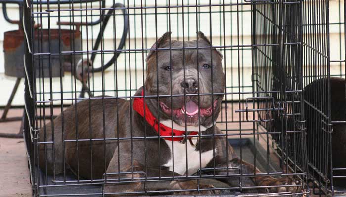 Best dog crate for pitbull sale