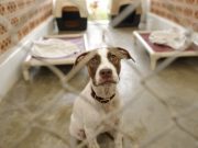 Death Row Shelter Dog Rescues Her Rescuers Death Row Shelter Dog Rescues Her Rescuers featured image