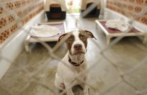 Death Row Shelter Dog Rescues Her Rescuers Death Row Shelter Dog Rescues Her Rescuers featured image