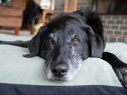 Dog Rescue Takes in Homeless Elderly Dogs, Provides Lifetime of Paid Medical Care Dog Rescue Takes in Homeless Elderly Dogs
