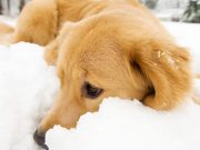 Dog Saves Owner’s Life by Keeping Him Warm Dog Saves Owner’s Life by Keeping Him Warm and Calling for Help featured image