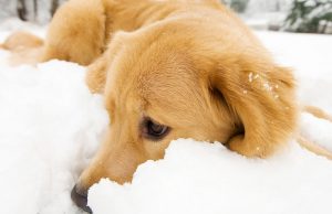 Dog Saves Owner’s Life by Keeping Him Warm Dog Saves Owner’s Life by Keeping Him Warm and Calling for Help featured image