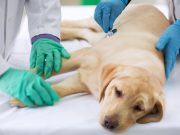 FDA Says Skin Cancer Cream Has Caused Deaths in Dogs FDA Says Skin Cancer Cream Has Caused Deaths in Dogs
