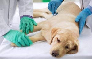 FDA Says Skin Cancer Cream Has Caused Deaths in Dogs FDA Says Skin Cancer Cream Has Caused Deaths in Dogs