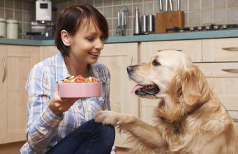 17 Tips on How to Choose the Best Dog Food for Your Dog How to Choose the Best Dog Food for Your Dog
