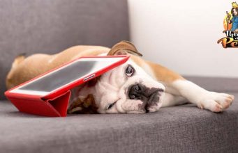 TOP #16: How Pet Technology Helps Us Learn About Dogs How Pet Technology for Understanding Dogs