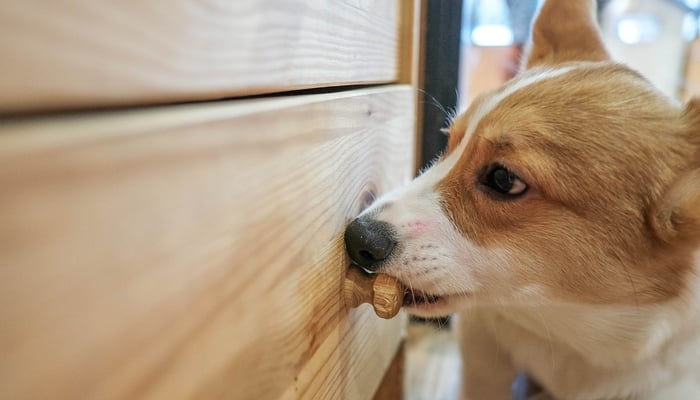 what can you put on furniture to keep dogs from chewing