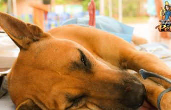 TOP #15: Pros and Cons of Spaying or Neutering Dogs Pros and Cons of Spaying or Neutering Dogs