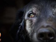 TOP #17: Seven Reasons to Adopt Senior Dogs Reasons to Adopt Senior Dogs