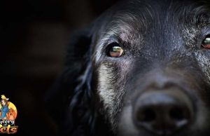 TOP #17: Seven Reasons to Adopt Senior Dogs Reasons to Adopt Senior Dogs