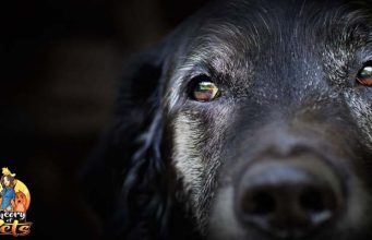TOP #17: Seven Reasons to Adopt Senior Dogs Reasons to Adopt Senior Dogs