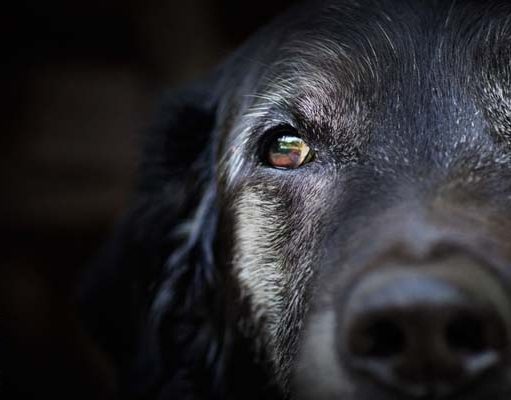 TOP #17: Seven Reasons to Adopt Senior Dogs Reasons to Adopt Senior Dogs