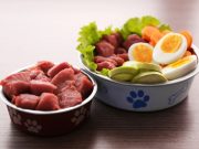 8 Reasons to Feed Your Dog Raw Food Diet Reasons to Feed Your Dog Raw Food Diet featured image
