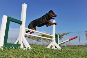 25 Smart Dog Breeds Easy to Train Quickly & Good for First Time Owners