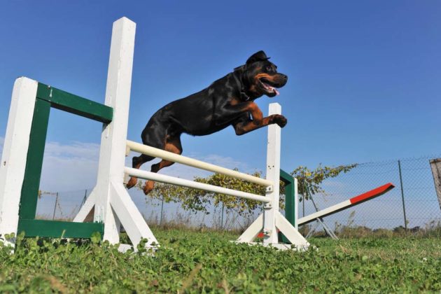 Smart Rottweiler 25 Smart Dog Breeds Easy to Train Quickly & Good for First Time Owners