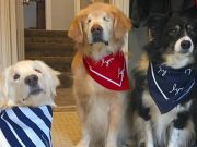Blind Therapy Dog “Smiley” Takes Blind Rescue Pup Under His Wing Smiley the Therapy Dog