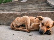 South African Dog Gets Rescued – And His Transformation Is Incredible South African Dog Gets Rescued