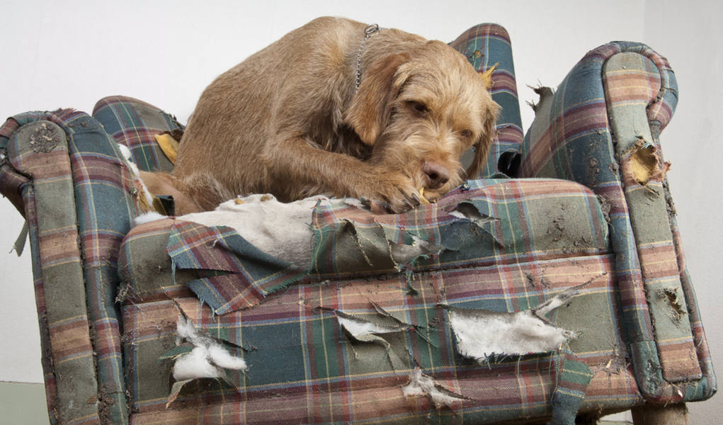 how do i stop my portuguese water dog from chewing on chairs