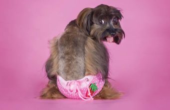 The 5 Best Dog Diapers for Puppies & Adult Dogs The Best Dog Diapers (Female, Male and Puppy)