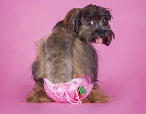 The 5 Best Dog Diapers for Puppies & Adult Dogs The Best Dog Diapers (Female, Male and Puppy)