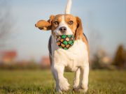 Wunderball Is a Safer Alternative to Tennis Balls That Dogs Love Wunderball