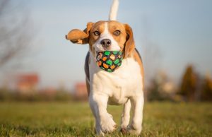 Wunderball Is a Safer Alternative to Tennis Balls That Dogs Love Wunderball