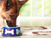 Top 7 Best Dog Feeding Mats to Keep Doggy Dinning Area Clean