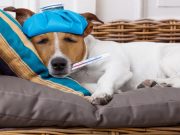 Top 5 Best Dog Thermometers best dog thermometer