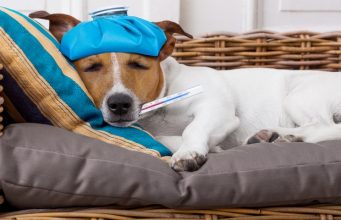 Top 5 Best Dog Thermometers best dog thermometer
