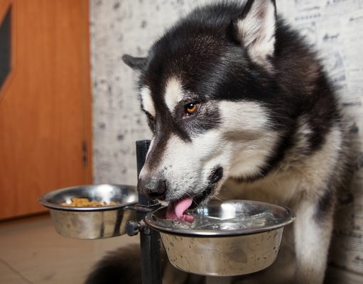 Top 5 Best Raised Dog Food Bowls best raised dog food bowls