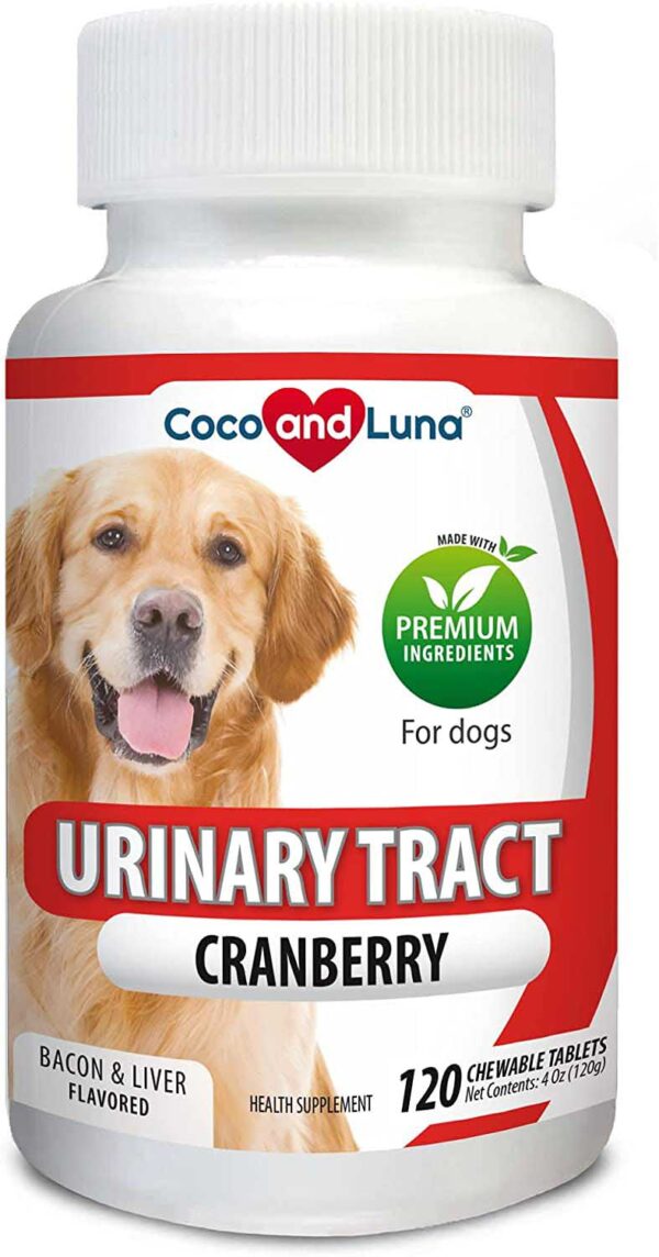 Dog Treats Which Ones and Why? [Updated 2023]